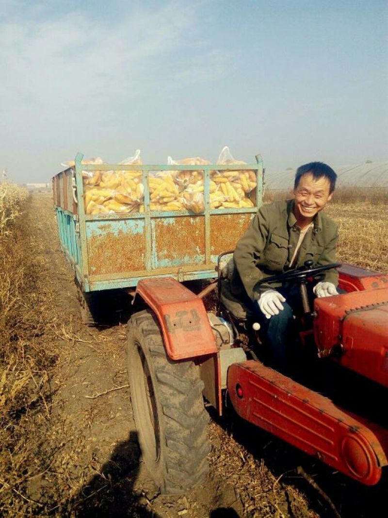 红小豆袋装