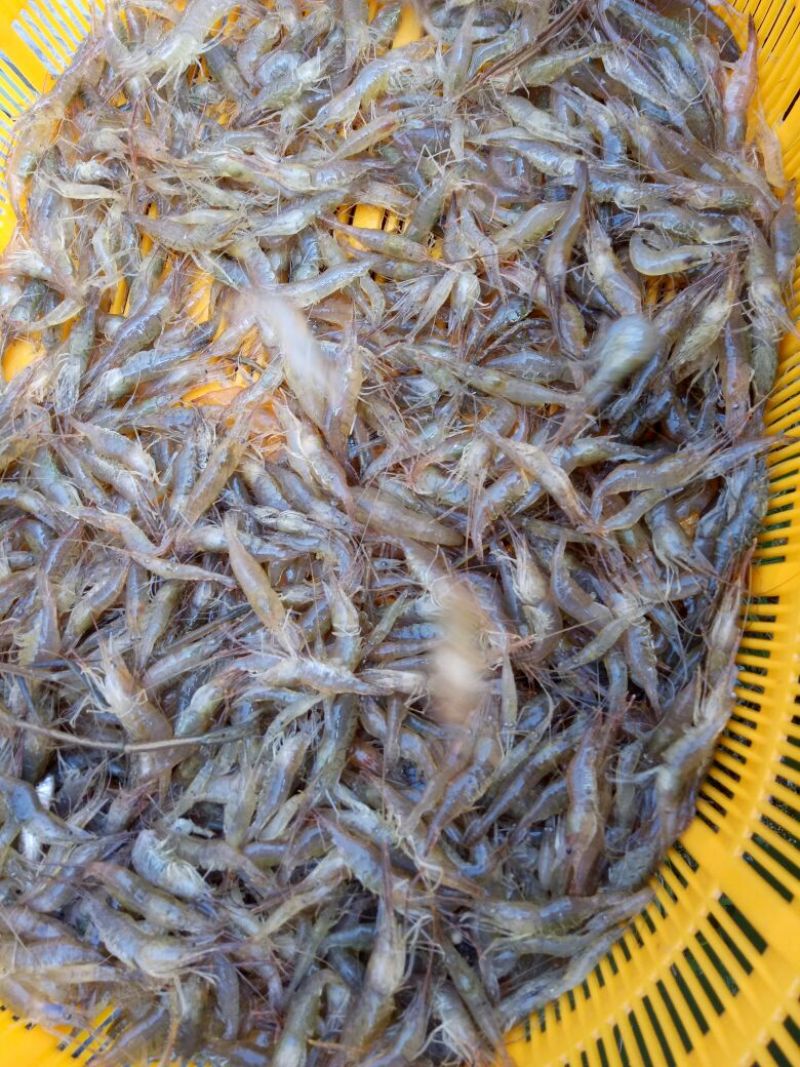 河虾活虾26~30只/kg