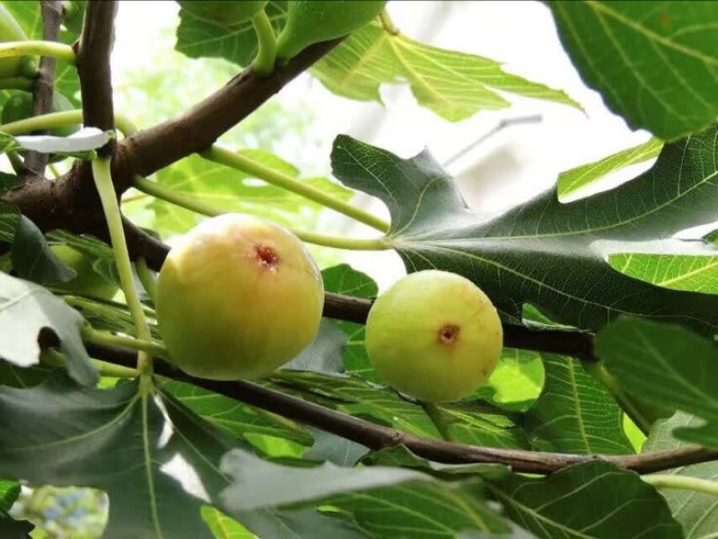 无花果树