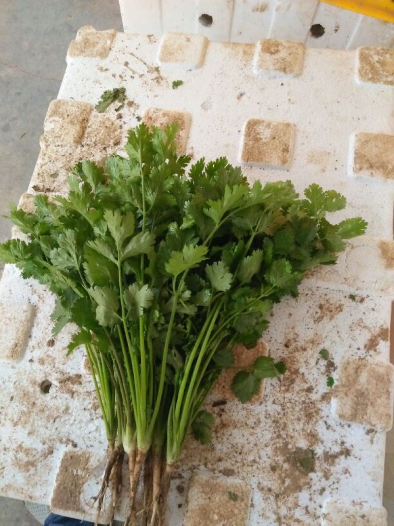 大叶香菜20~25厘米以上