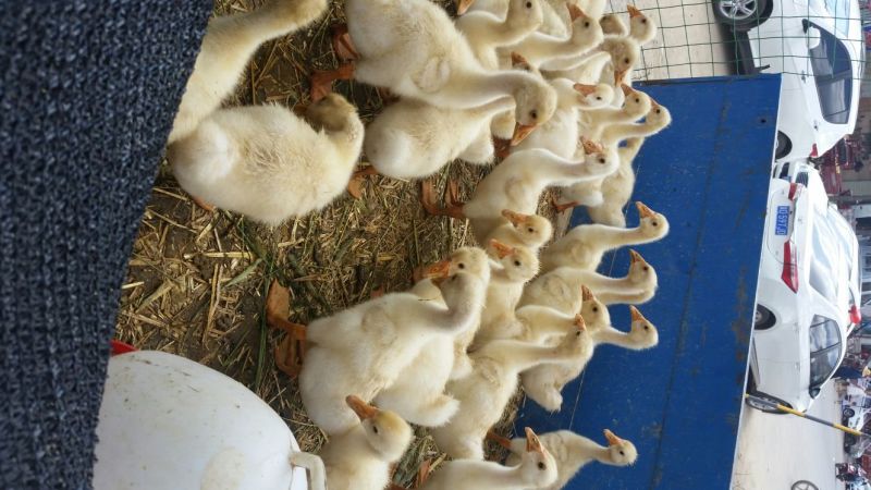狮头鹅苗250g以上