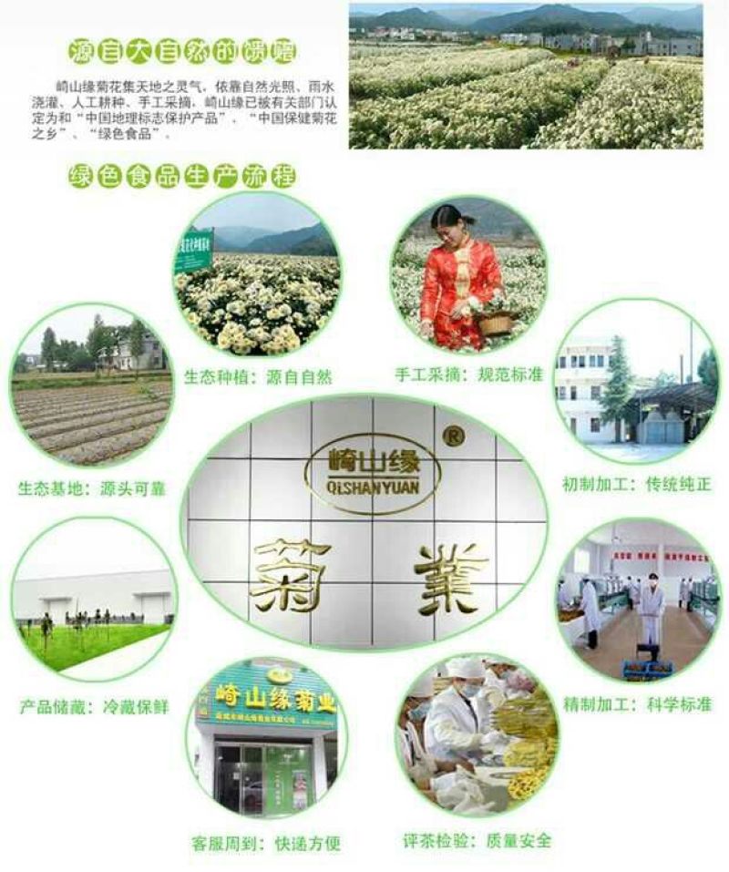 白菊花茶胎菊