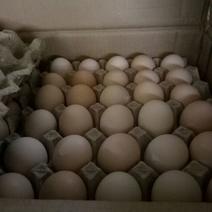 普通鸡蛋食用50~60g