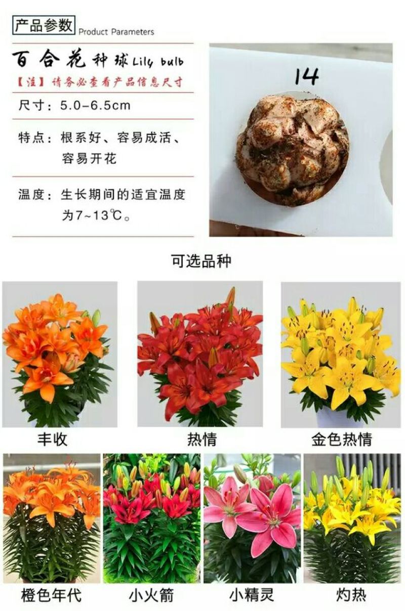 百合鲜切花单头