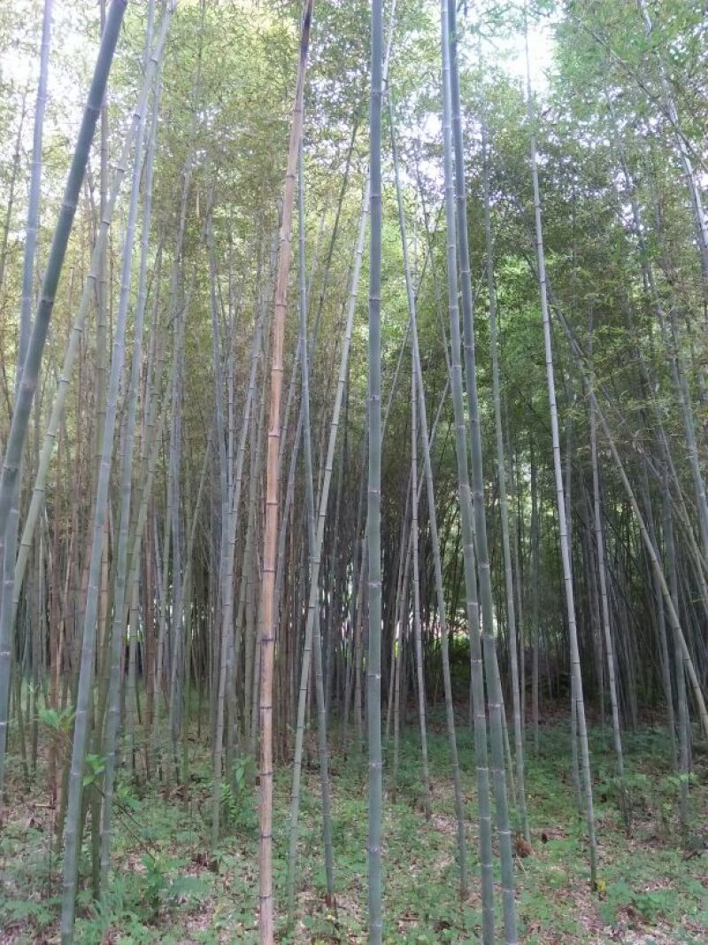 竹子5~6m