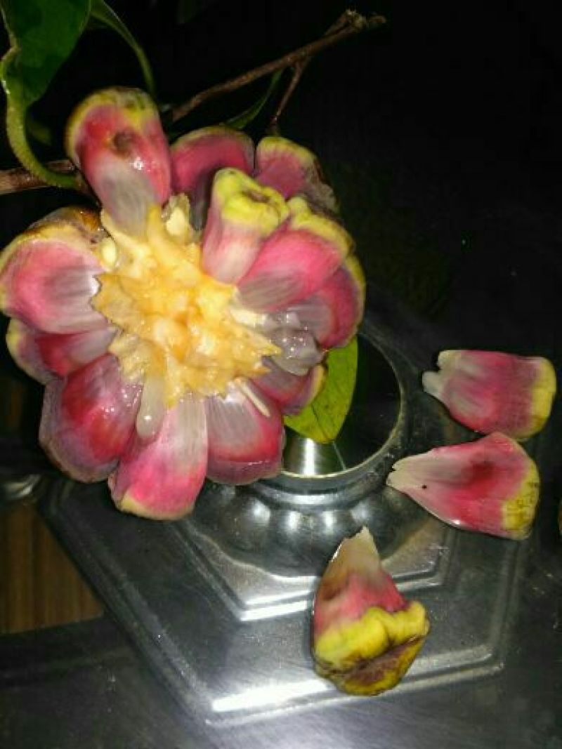 布福娜树苗20~30cm