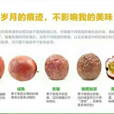 百香果黄果60~70g