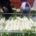 白萝卜1.5~2斤起