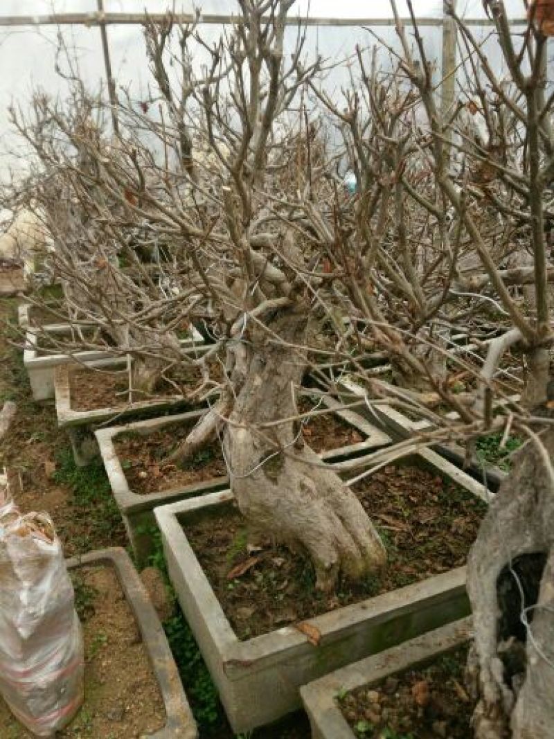 花卉盆景，小老桩有喜欢的联系
