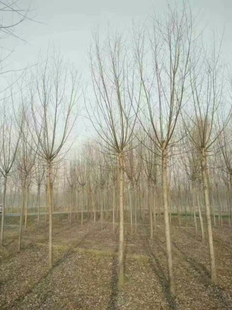 柳树8~10cm8~10cm3.5~4米