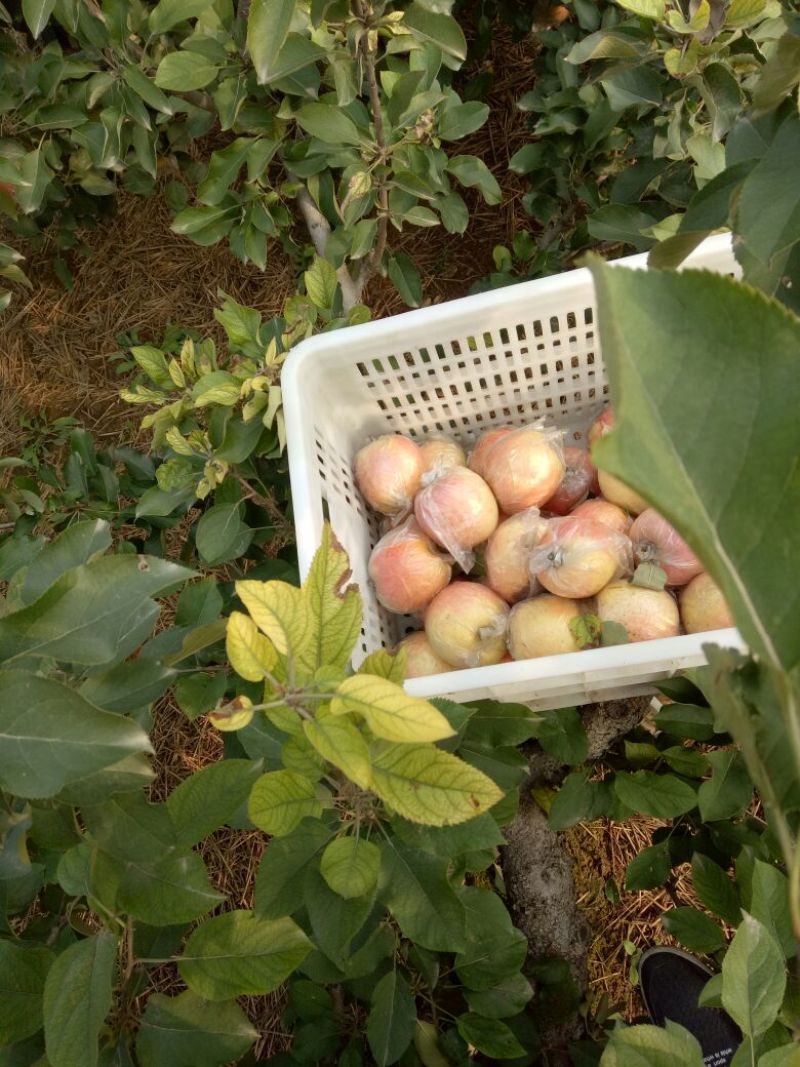 红富士苹果75mm以上膜袋