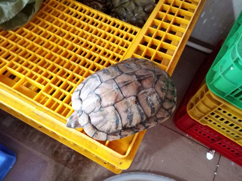 巴西龟红尔龟