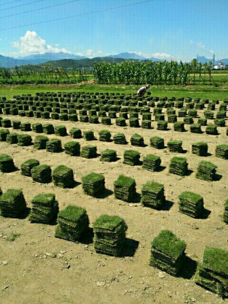 马尼拉草坪