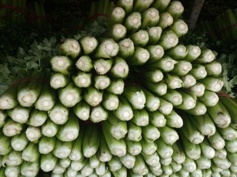 美国文图拉芹菜