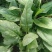 越冬菠菜15~20厘米