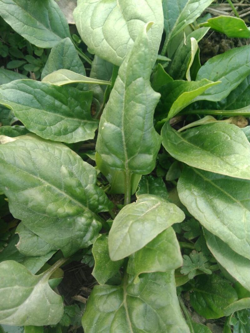 越冬菠菜15~20厘米