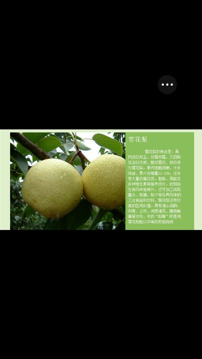 雪花梨300~350g纸箱