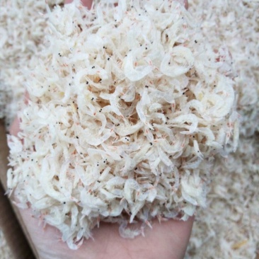 山东省渤海湾无盐淡干虾皮现货速发新鲜一级