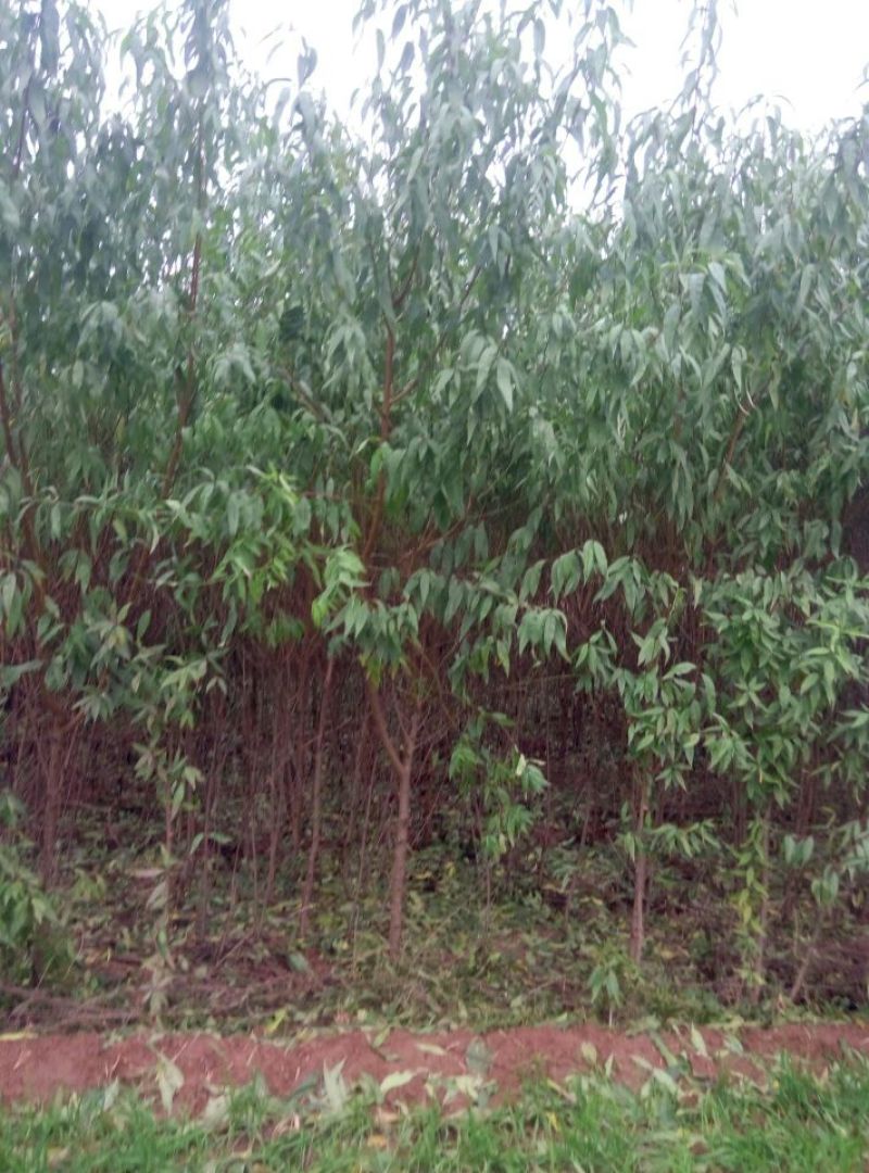 桃树苗50~60cm