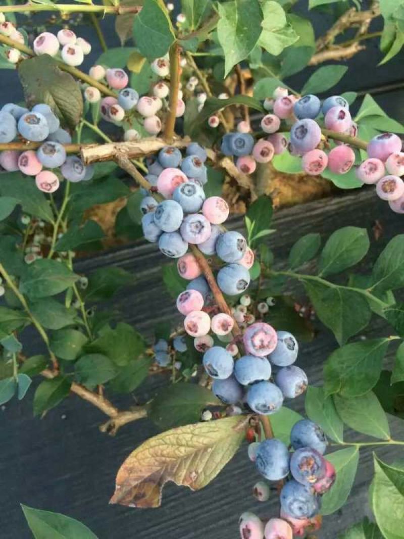 南高丛蓝莓10~12mm以上