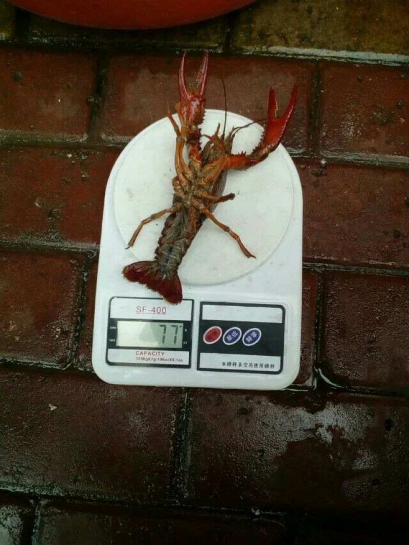 小龙虾食用8~10钱活虾