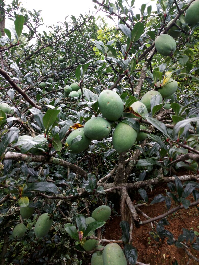 云南临沧市永德县酸木瓜 1.5~2斤批发_茶华供应_一亩田农业网