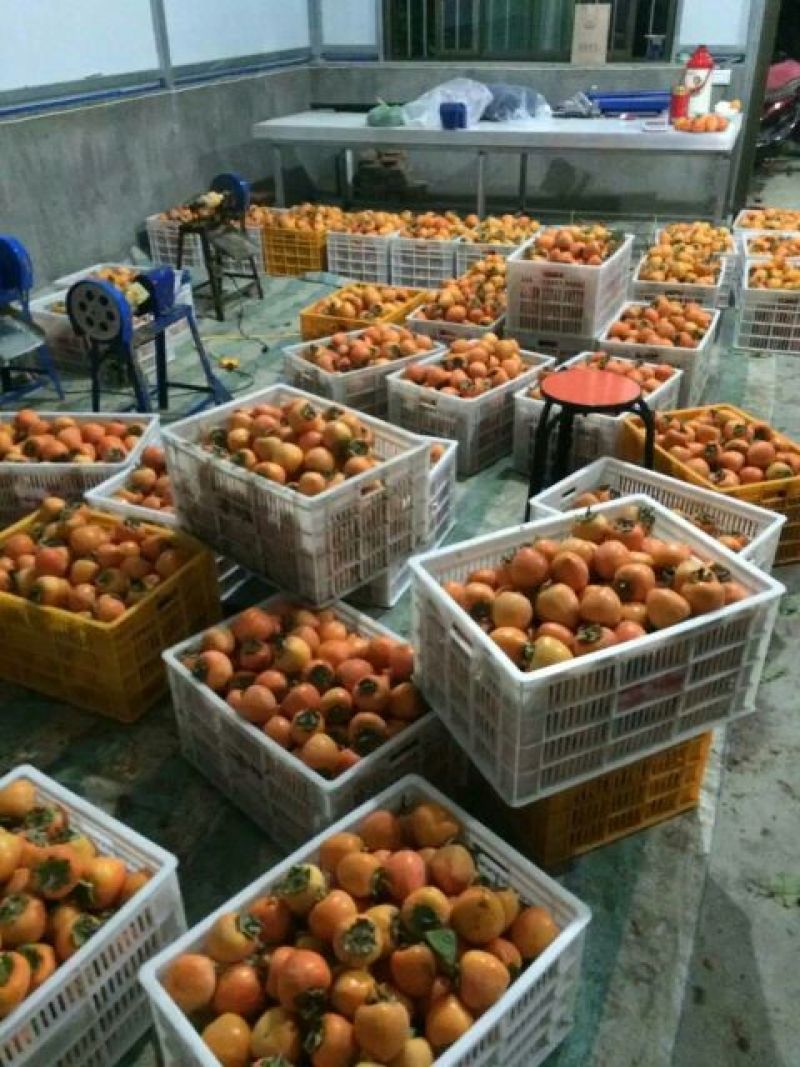 柿饼1~2两