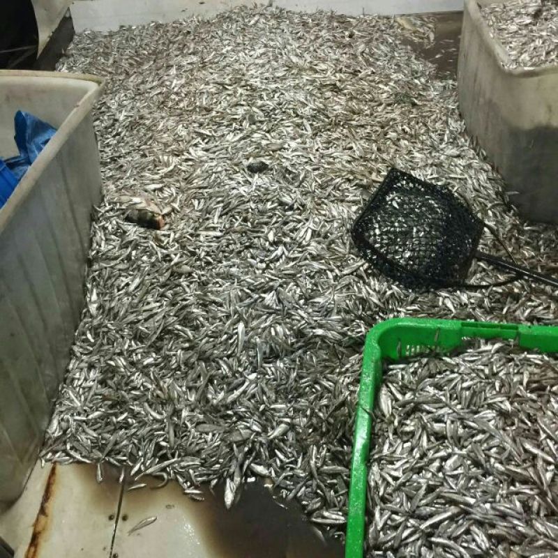 小白鱼