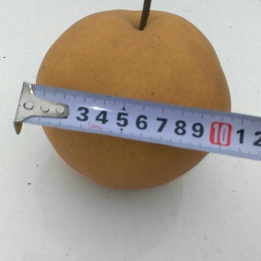 晚秋黄梨600g以上纸箱