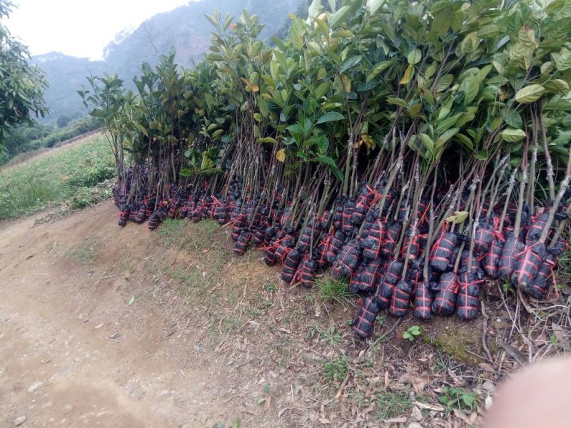 菠萝蜜苗马来西亚一号红肉五号八号十二号