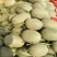 西州蜜瓜5斤以上长圆形