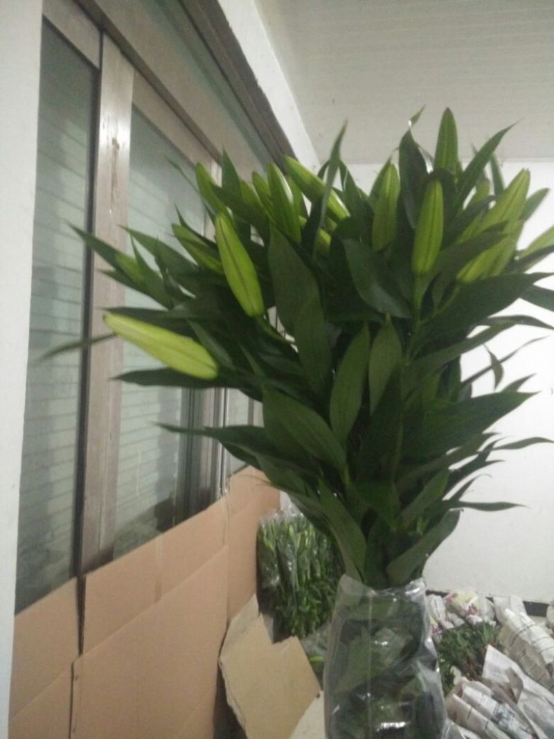 荷兰百合4以上