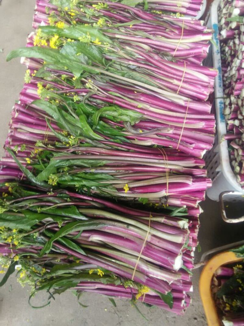 红菜苔20~30厘米