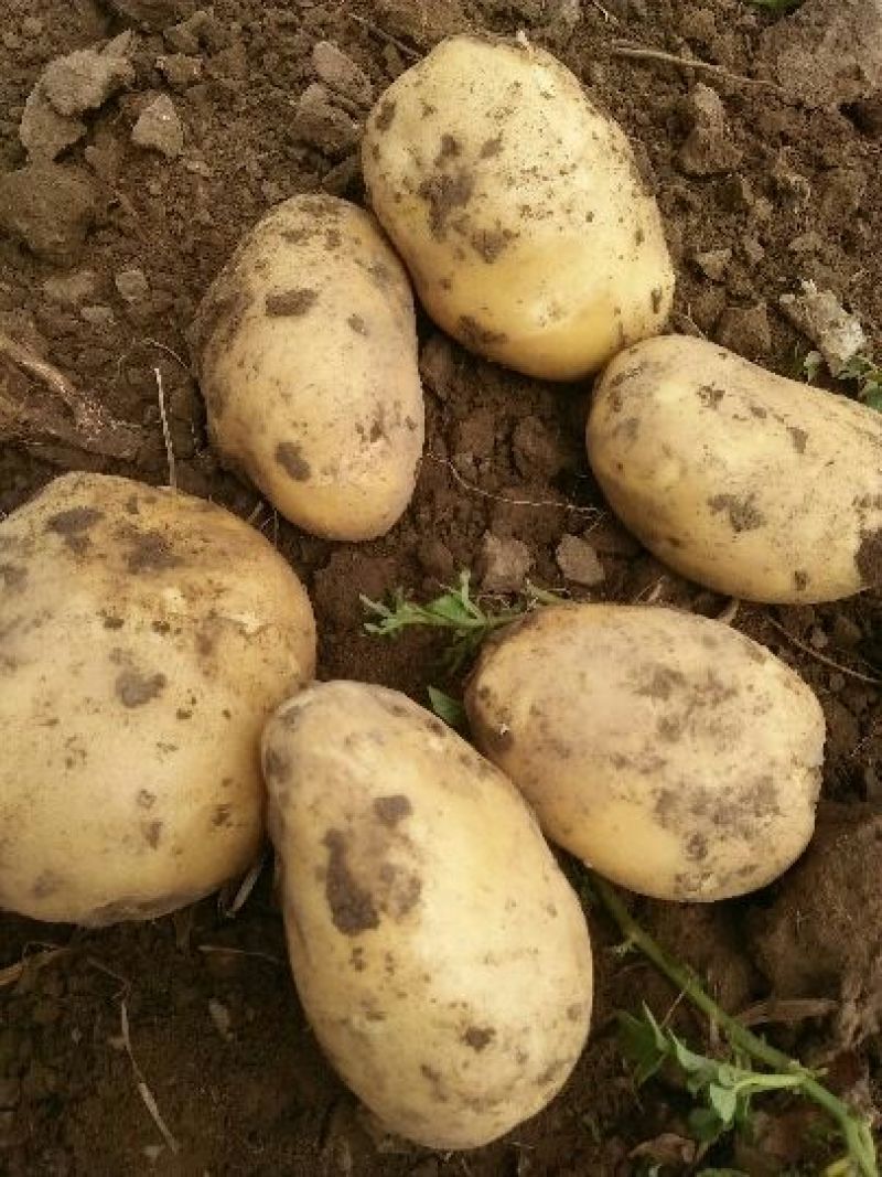 尤金885土豆大量上市中