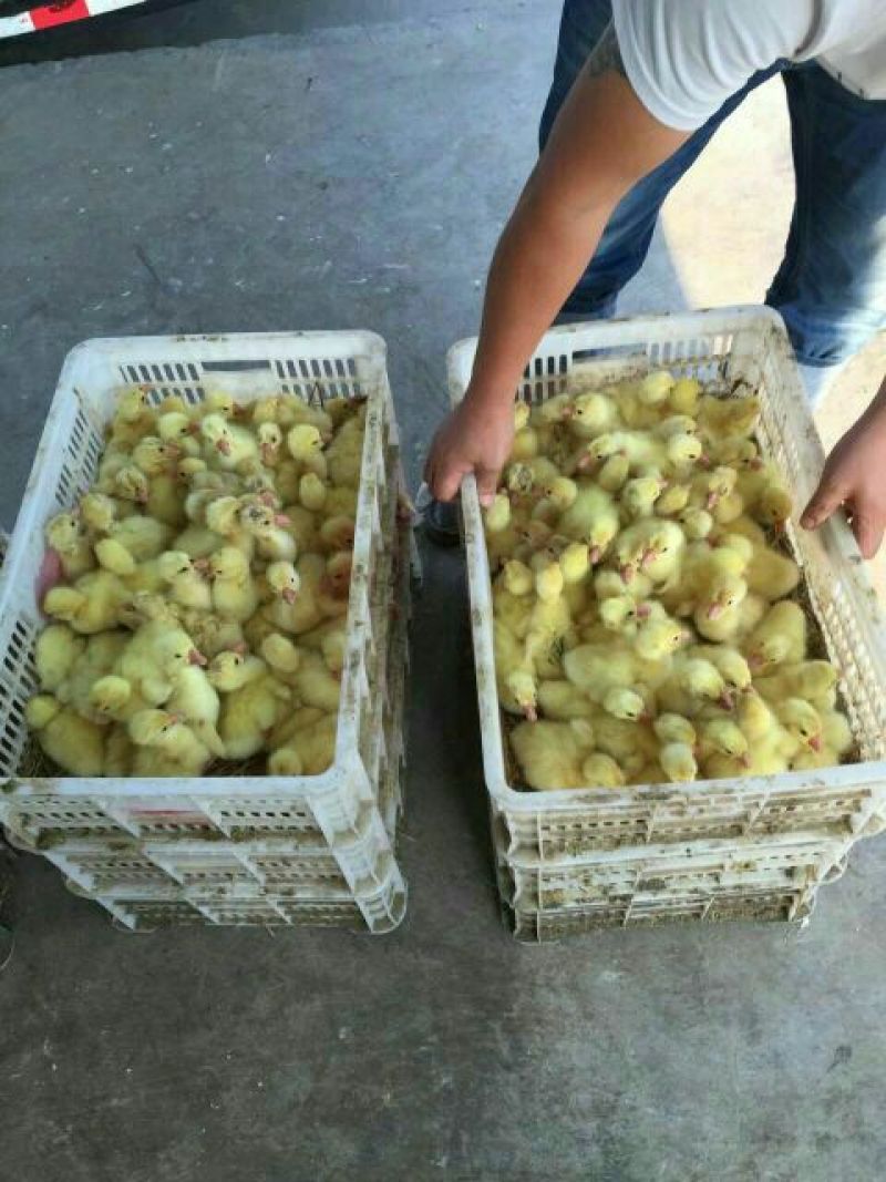 鹅苗250g以下