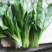 山野菜