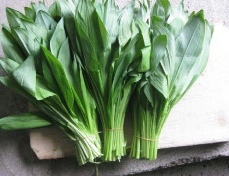 山野菜