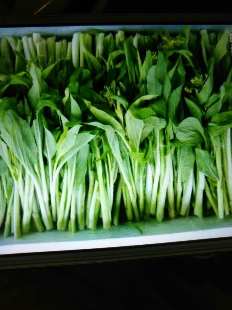 白菜苔15~20厘米