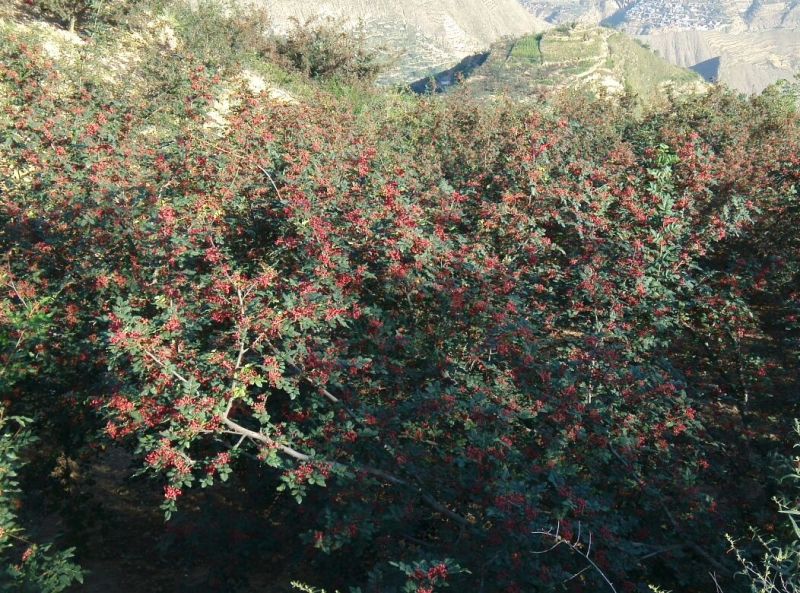 花椒籽花椒种子无刺花椒树收集育苗专用大红袍