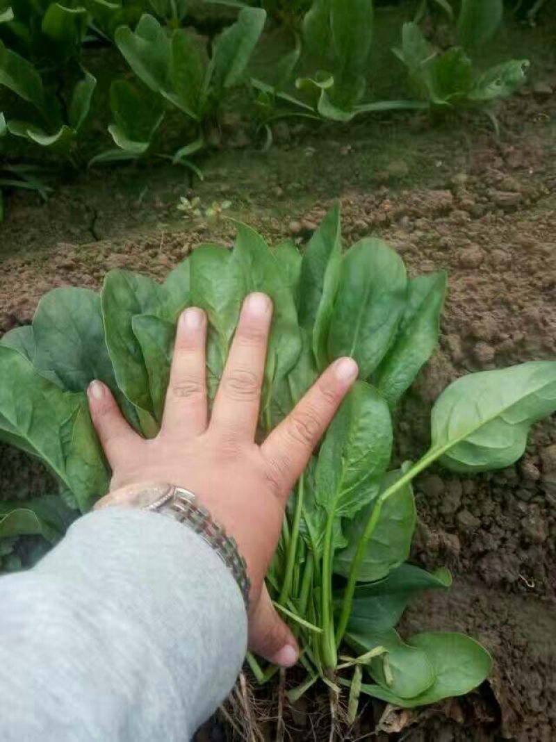 菠菜15~20厘米