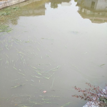 池鲤鱼食用1~2公斤