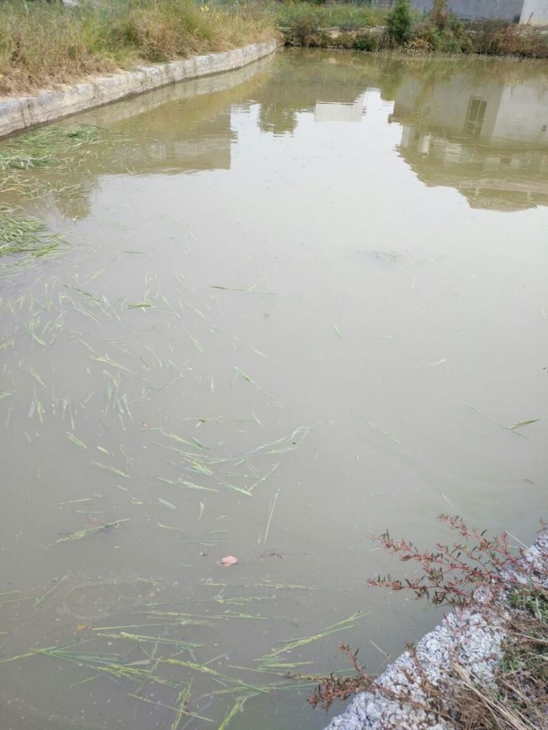 池鲤鱼食用1~2公斤