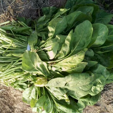 秋菠菜25~30厘米