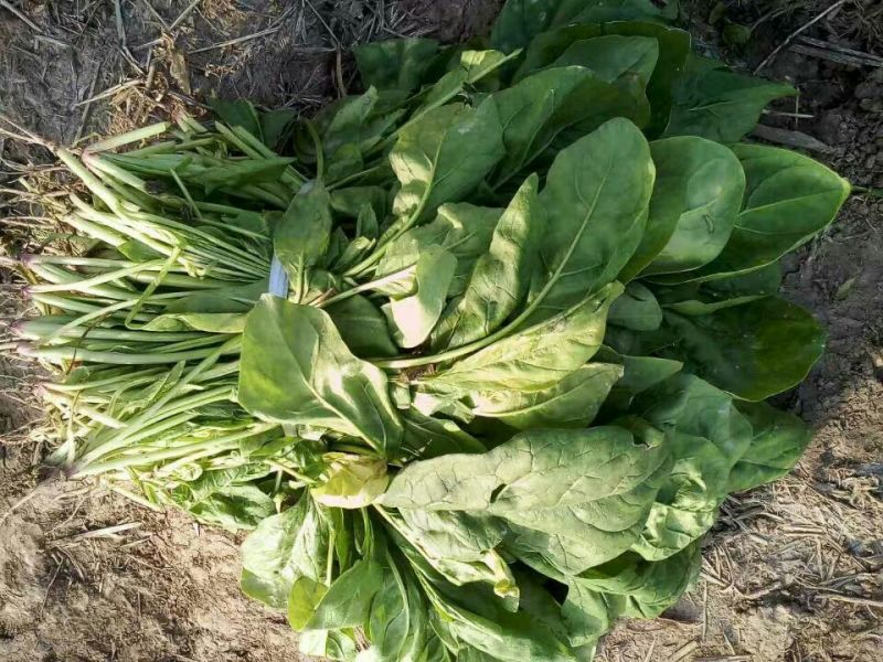 秋菠菜25~30厘米