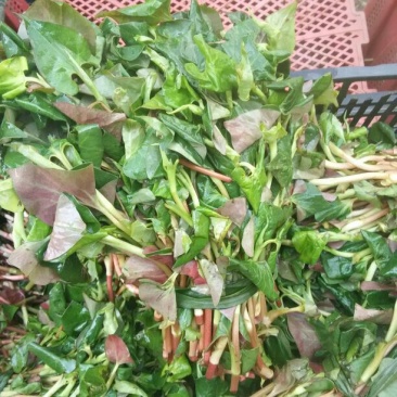 鱼腥草
