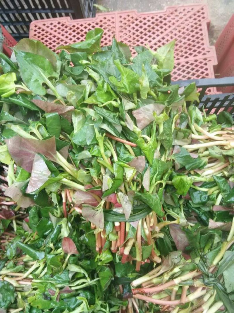 鱼腥草