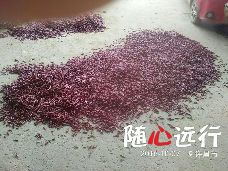 子弹头干辣椒精品9成干以上