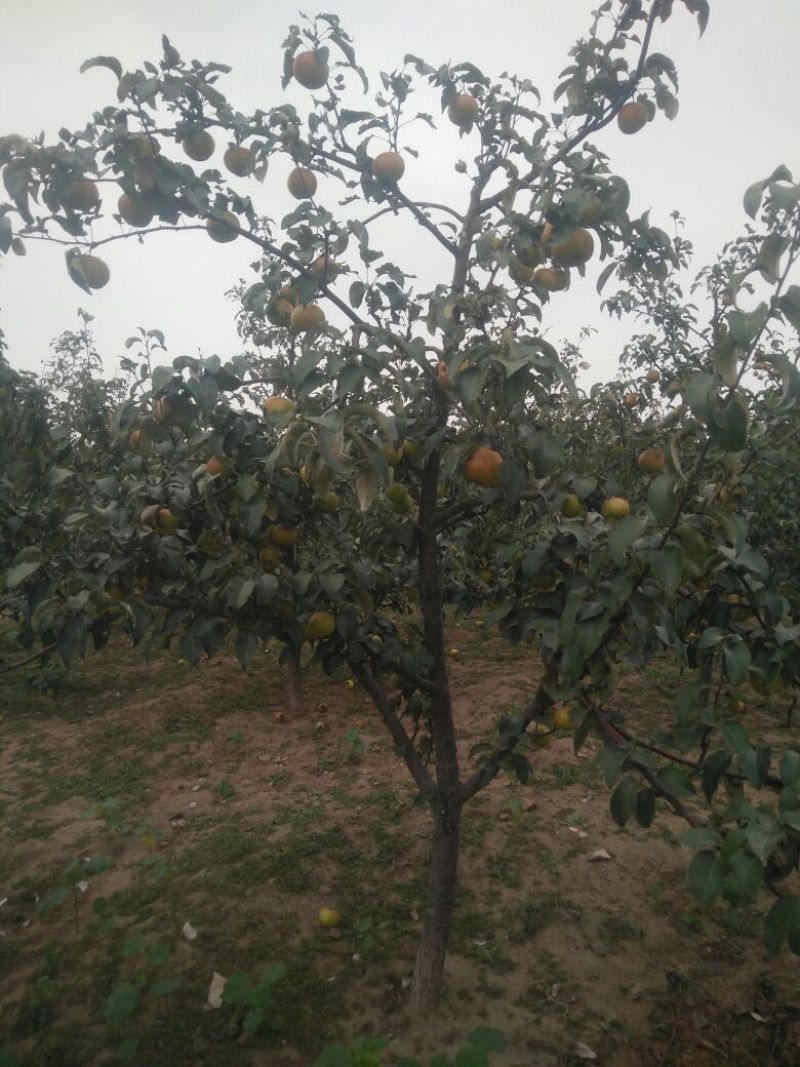 苹果梨200~250g纸箱