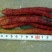 长果桑树苗80~100cm