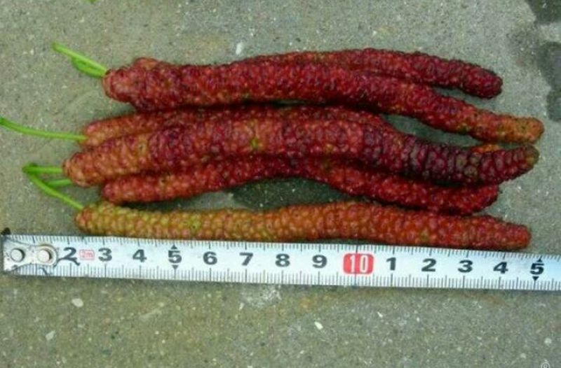 长果桑树苗80~100cm